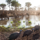 Illustration for article titled Sneaky Camera Traps Capture Stunning Images of Namibian Wildlife